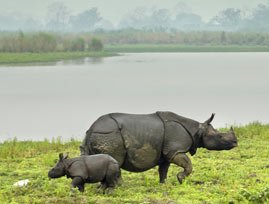 Kaziranga Rhino Special Tour