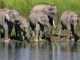 Splendor of Assam Heritage Tour