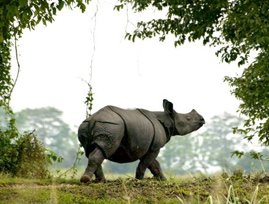 Sights of Assam Grand Tour