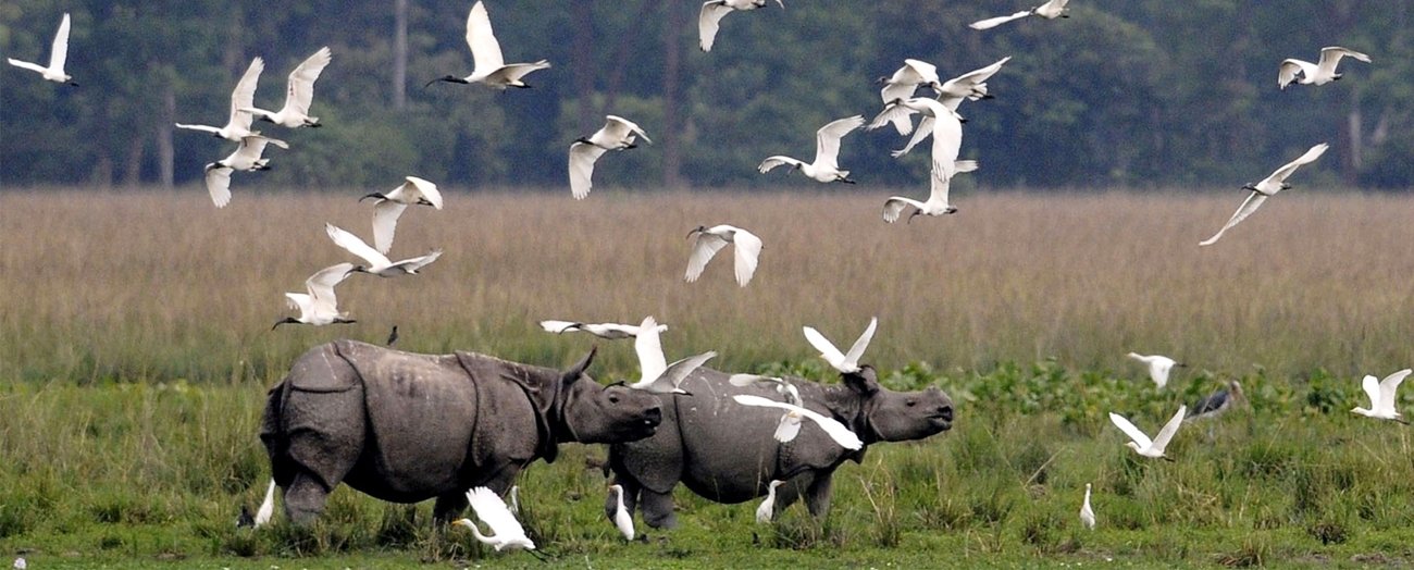 Elephant Safari Kaziranga